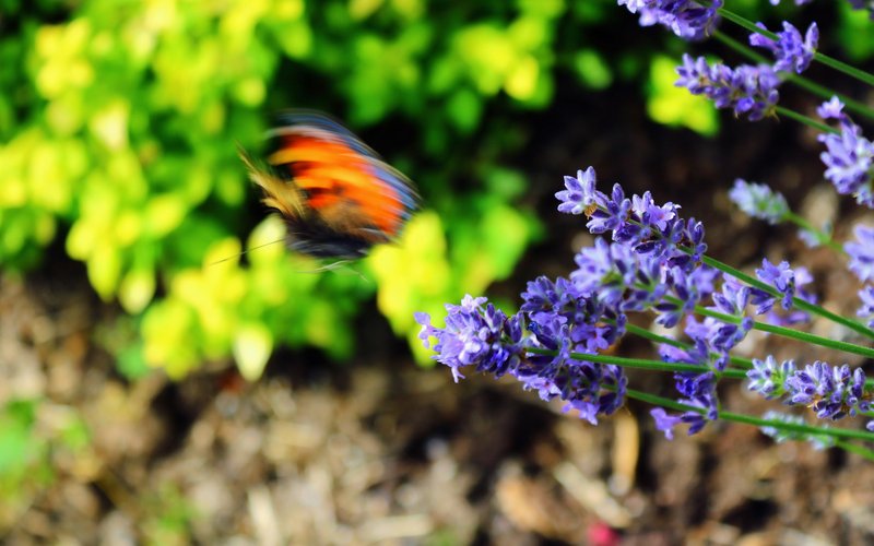 Mariposa en un jardín como símbolo de amor, presencia y transformación
