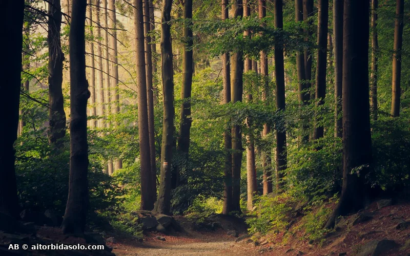 Bosque denso con luz filtrada entre los árboles, símbolo de conexión y puentes naturales