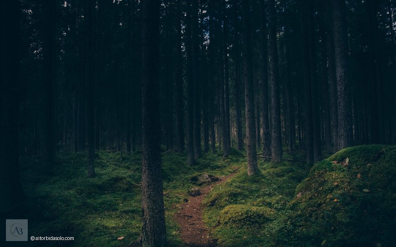 Bosque con luz — Autenticidad y trascendencia