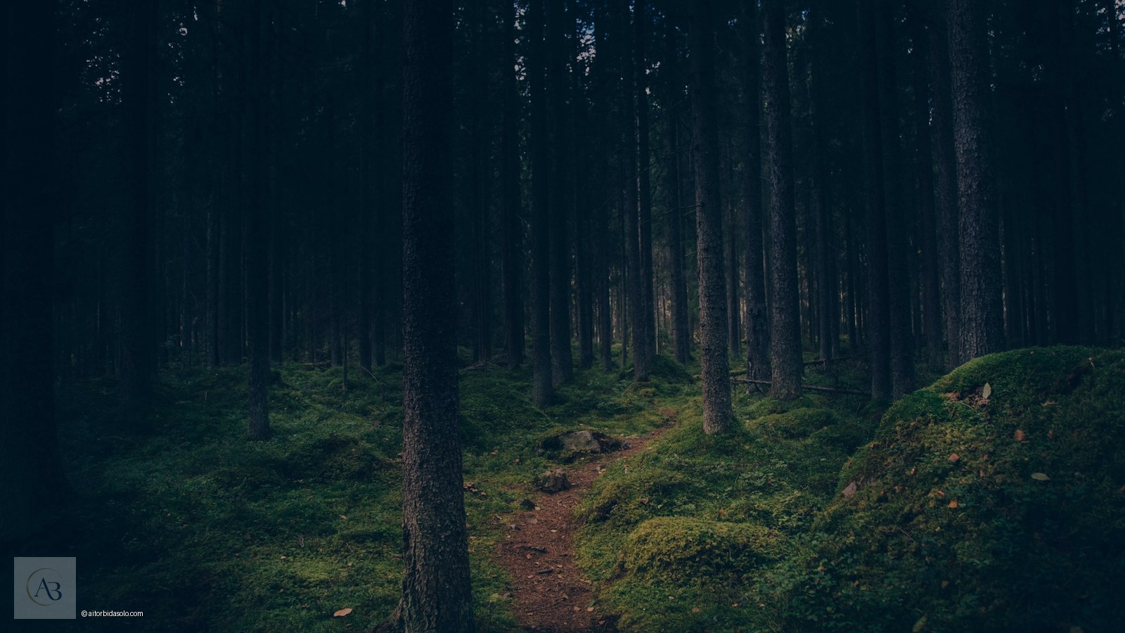 Bosque con luz — Autenticidad y trascendencia