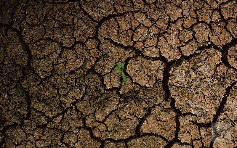 Brote creciendo en tierra agrietada como símbolo de transformar experiencias difíciles en aprendizaje